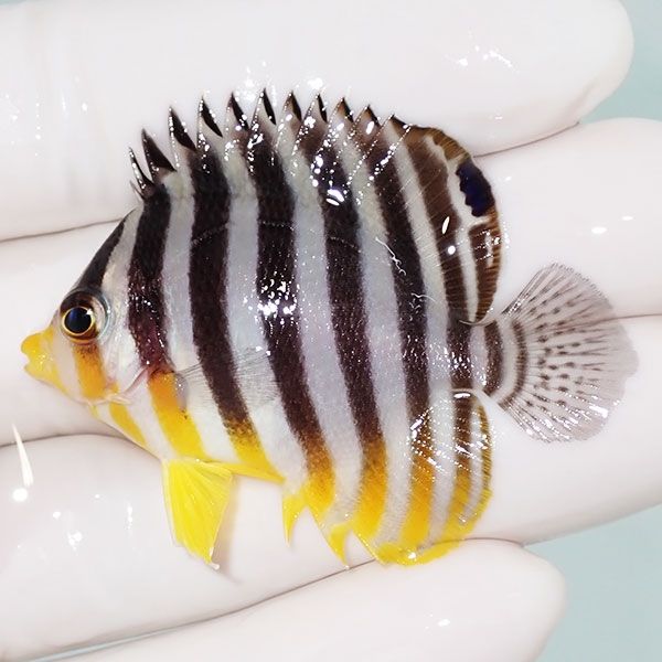 【現物2】sale シマヤッコ 5cm±! 海水魚 生体 15時までのご注文で当日発...