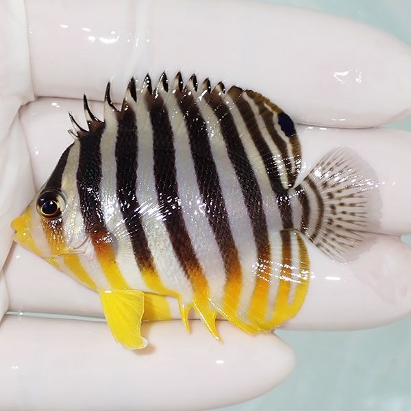 【現物12】sale シマヤッコ 6cm±! 海水魚 生体 15時までのご注文で当日...
