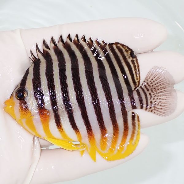 【現物8】sale シマヤッコ 8cm±! 海水魚 生体 15時までのご注文で当日発...