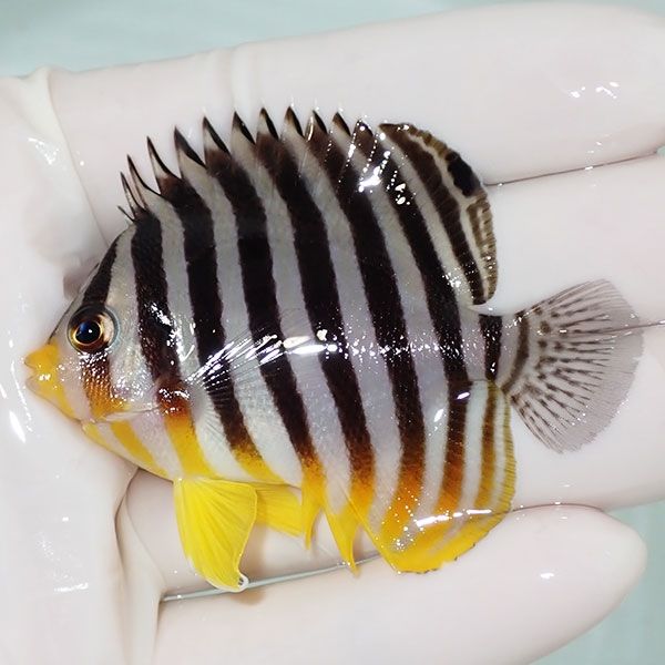 【現物13】sale シマヤッコ 6cm±! 海水魚 生体 15時までのご注文で当日...
