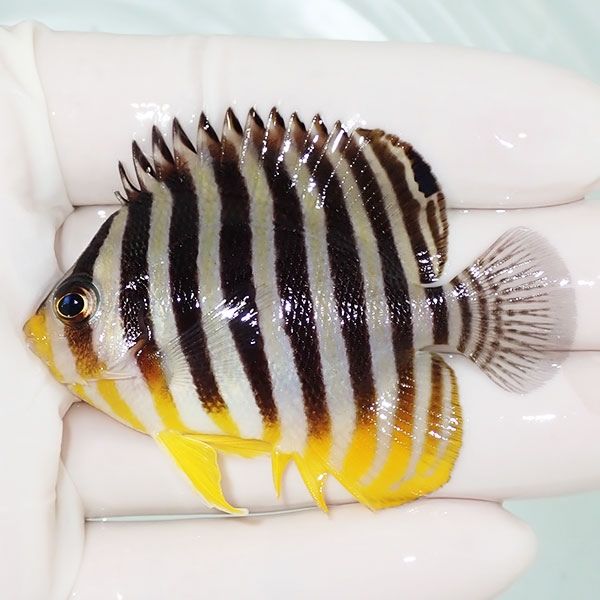 【現物11】sale シマヤッコ 6cm±! 海水魚 生体 15時までのご注文で当日...