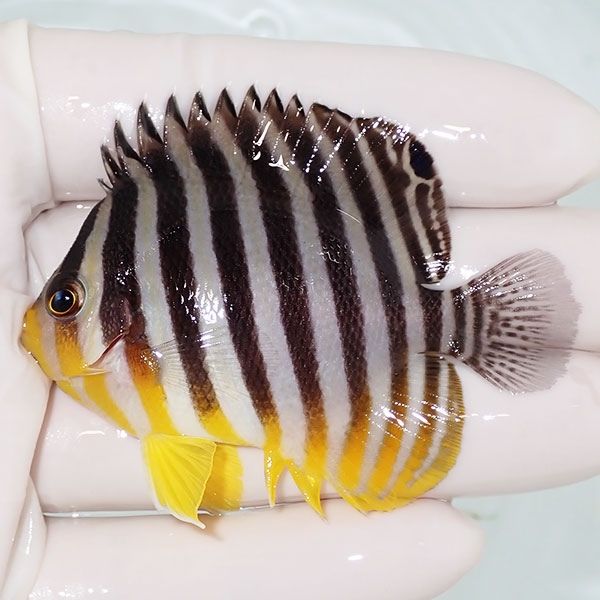 【現物6】sale シマヤッコ 6.5cm±! 海水魚 生体 15時までのご注文で当日...