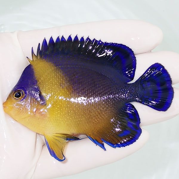 【現物23】スミレヤッコ 8cm±! 海水魚 ヤッコ 15時までのご注文で当日発...