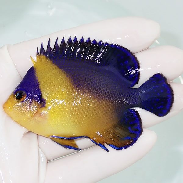 【現物21】スミレヤッコ 7.5cm±! 海水魚 ヤッコ 15時までのご注文で当日...