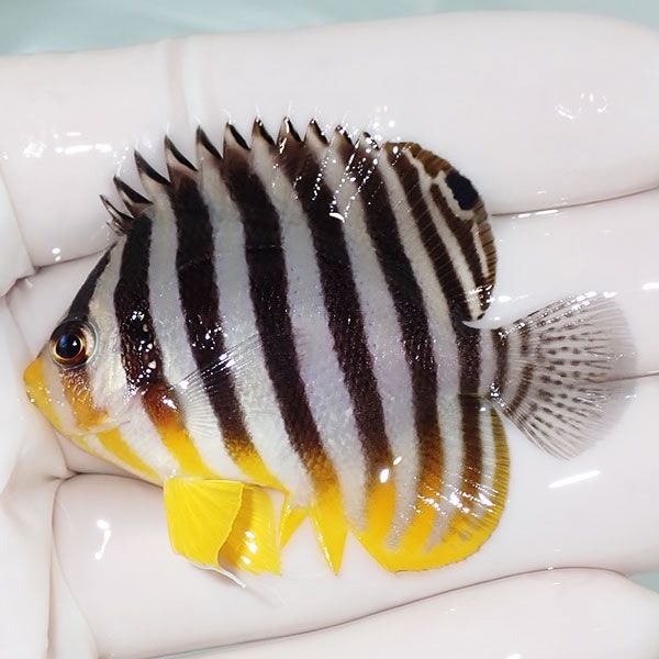 【現物14】sale シマヤッコ 5.5cm±! 海水魚 生体 15時までのご注文で当...