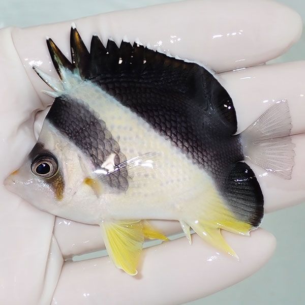 【現物4】粒エサOK バーゲスバタフライ 7cm±! 海水魚 チョウチョウウオ ...