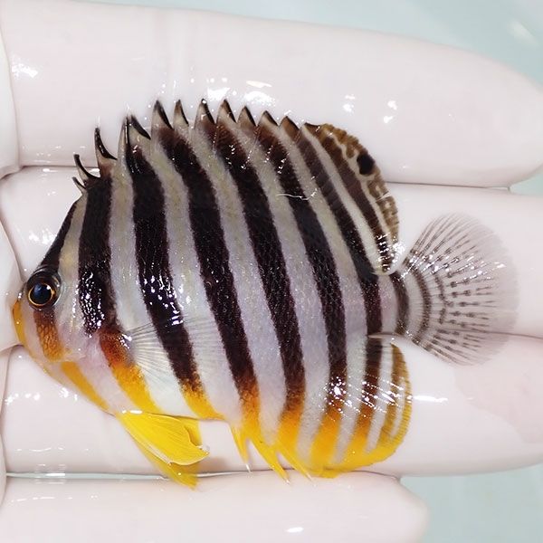 【現物16】sale シマヤッコ 6cm±! 海水魚 生体 15時までのご注文で当日...