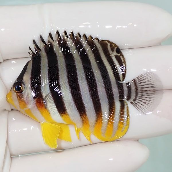 【現物17】sale シマヤッコ 5.5cm±! 海水魚 生体 15時までのご注文で当...