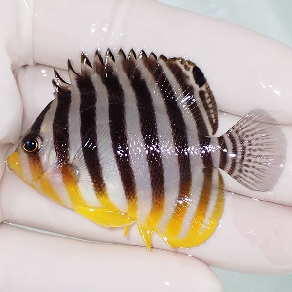 【現物18】sale シマヤッコ 6cm±! 海水魚 生体 15時までのご注文で当日...