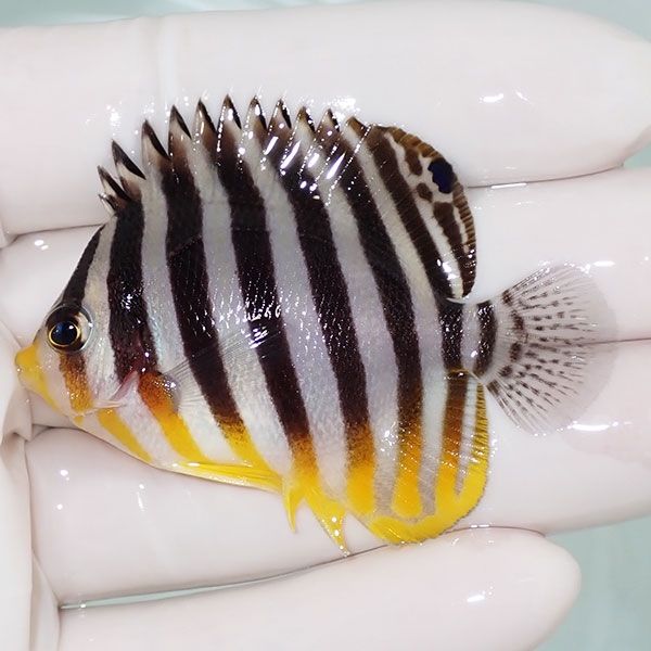 【現物19】sale シマヤッコ 5.5cm±! 海水魚 生体 15時までのご注文で当...