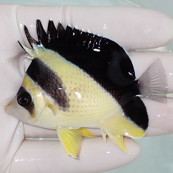 【現物5】粒エサOK バーゲスバタフライ 7cm±! 海水魚 チョウチョウウオ ...