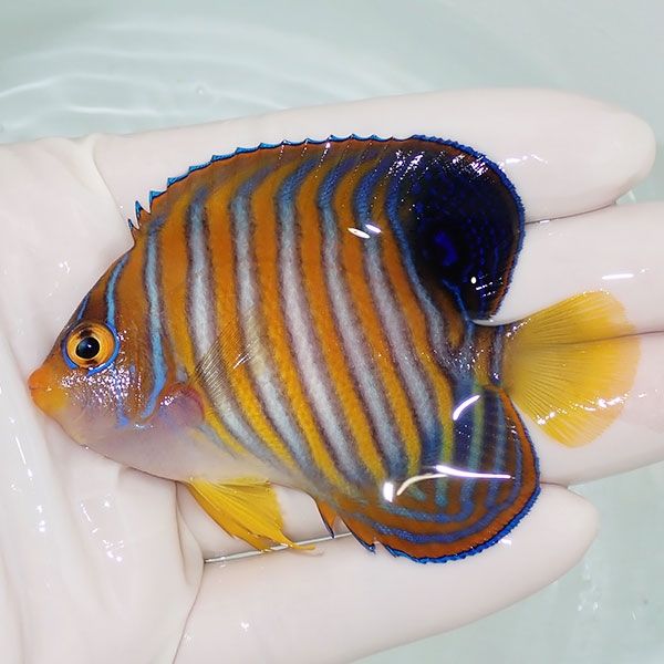 【現物21】ニシキヤッコ 7.5cm±! 海水魚 ヤッコ 15時までのご注文で当日...
