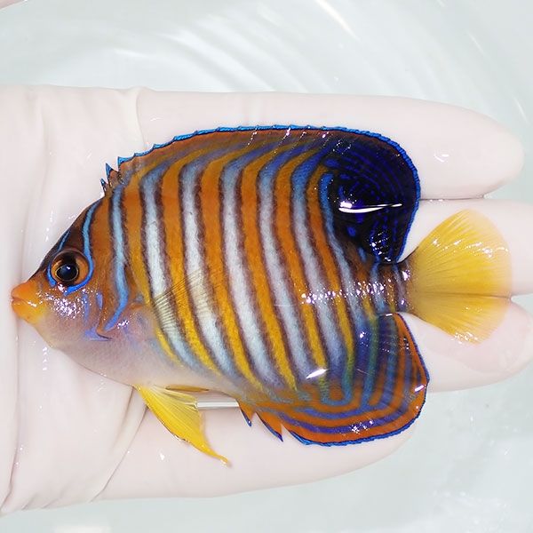 【現物22】ニシキヤッコ 9cm±! 海水魚 ヤッコ 15時までのご注文で当日発...