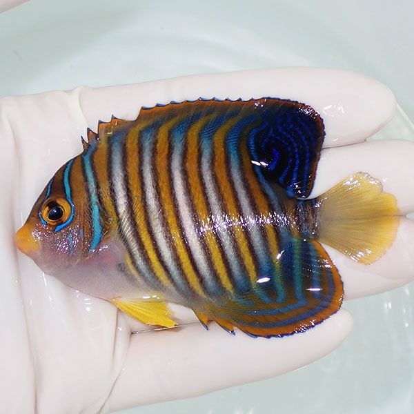 【現物23】背鰭欠け有り ニシキヤッコ 8.5cm±! 海水魚 ヤッコ 15時まで...