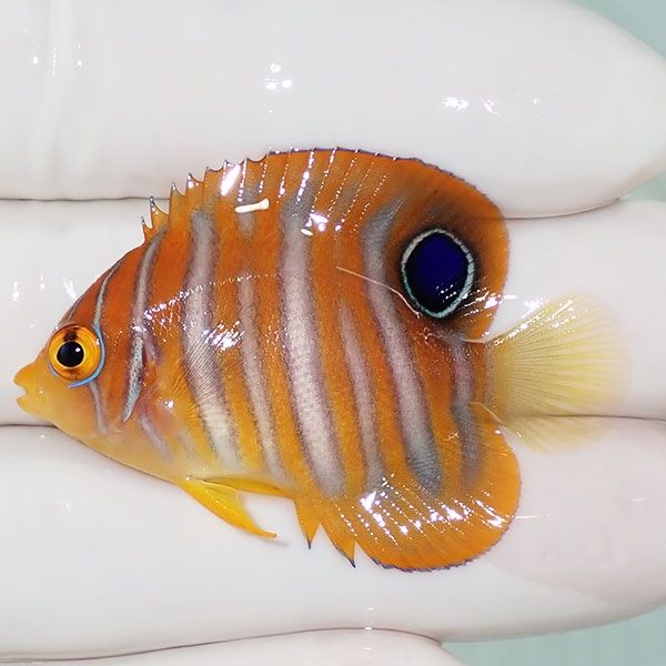 【現物24】ニシキヤッコ 4.5cm±! 海水魚 ヤッコ 15時までのご注文で当日...