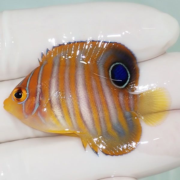 【現物25】ニシキヤッコ 4.5cm±! 海水魚 ヤッコ 15時までのご注文で当日...