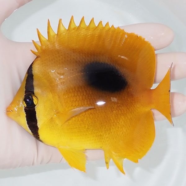 【現物】トノサマダイ 12cm±!チョウチョウウオ 海水魚 生体 15時までの...