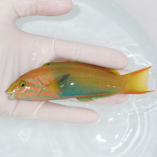 【現物2】ヤマブキベラ ♂ 13.5cm±!までのご注文で当日発送(t122(t207