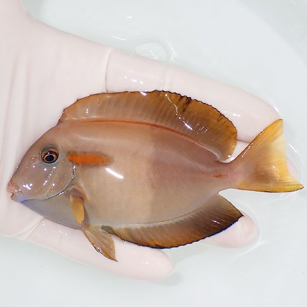 【現物】モンツキハギbig 11cm±! 海水魚 ハギ 15時までのご注文で当日発...