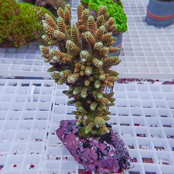 【サンゴ現物12】ブリードミドリイシ !15時までのご注文で当日発送 【ミ...