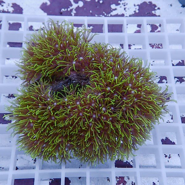 【サンゴ現物6】スターポリプ!15時までのご注文で当日発送 【サンゴ】(t221