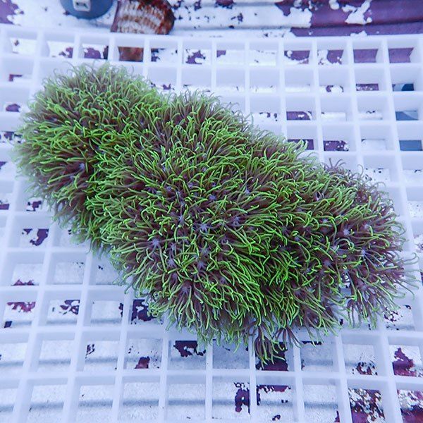 【サンゴ現物8】スターポリプ!15時までのご注文で当日発送 【サンゴ】(t221