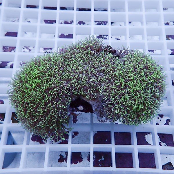 【サンゴ現物1】スターポリプ!15時までのご注文で当日発送 【サンゴ】(t221