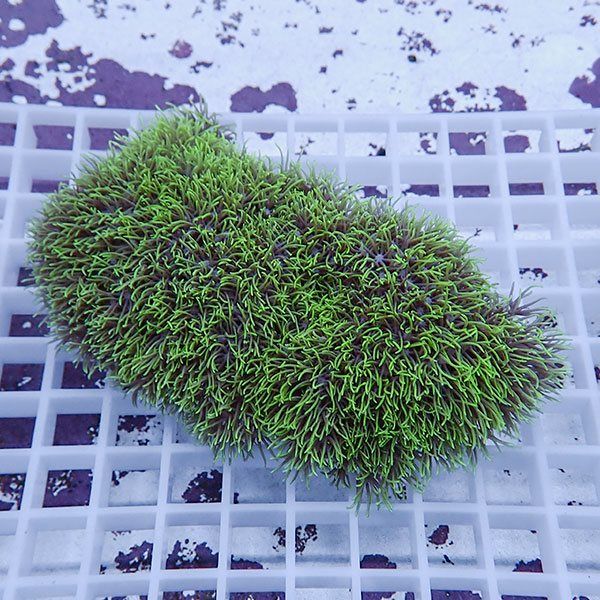 【サンゴ現物4】スターポリプ!15時までのご注文で当日発送 【サンゴ】(t221
