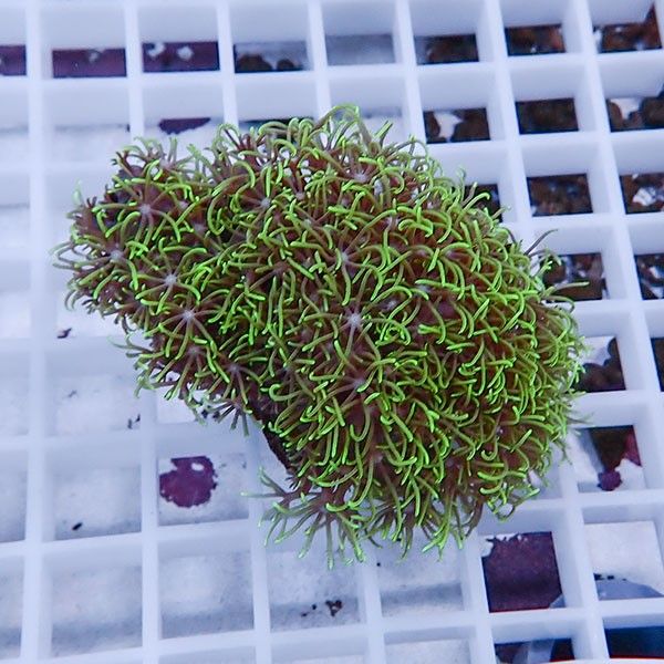 【サンゴ現物17】スターポリプ!15時までのご注文で当日発送 【サンゴ】(...