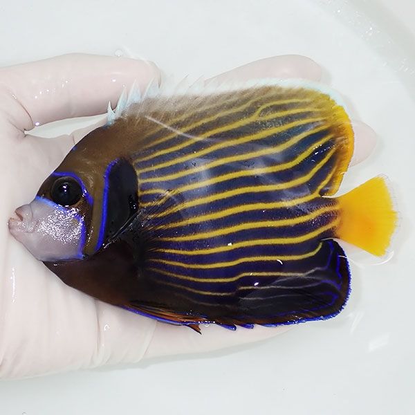 【現物1】タテジマキンチャクダイ 13cm±!海水魚 ヤッコ 15時までのご注...