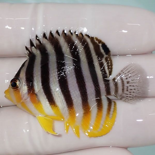 【現物3】sale シマヤッコ 5cm±! 海水魚 生体 15時までのご注文で当日発...