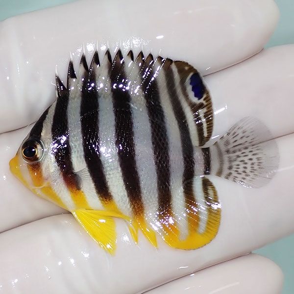 【現物9】sale シマヤッコ 4.5cm±! 海水魚 生体 15時までのご注文で当日...