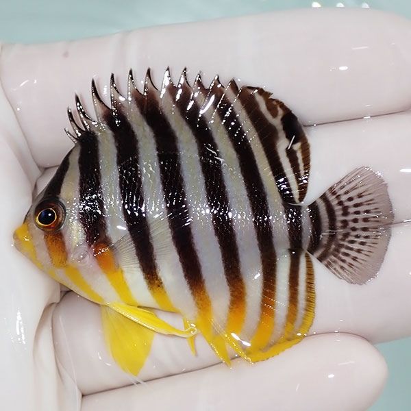 【現物10】sale シマヤッコ 5.5cm±! 海水魚 生体 15時までのご注文で当...