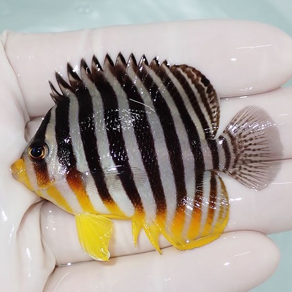 【現物4】sale シマヤッコ 6cm±! 海水魚 生体 15時までのご注文で当日発...
