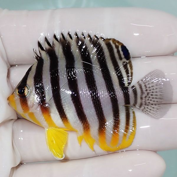 【現物5】sale シマヤッコ 5.5cm±! 海水魚 生体 15時までのご注文で当日...