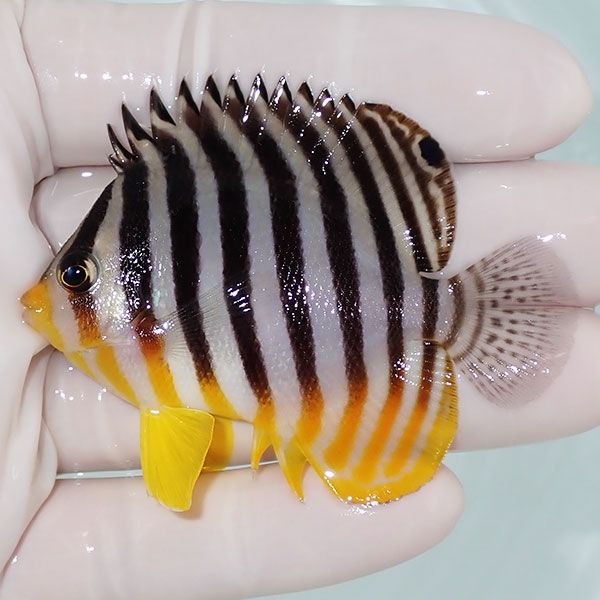 【現物1】saleシマヤッコ 6.5cm±! 海水魚 生体 15時までのご注文で当日...