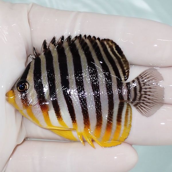 【現物2】sale シマヤッコ 6.5cm±! 海水魚 生体 15時までのご注文で当日...