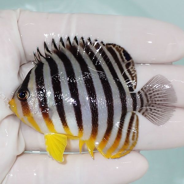【現物8】sale シマヤッコ 6.5cm±! 海水魚 生体 15時までのご注文で当日...