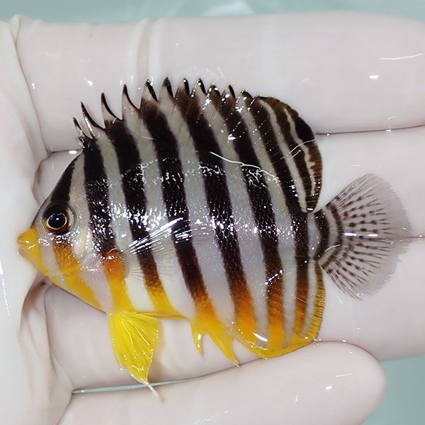 【現物6】sale シマヤッコ 5.5cm±! 海水魚 生体 15時までのご注文で当日...