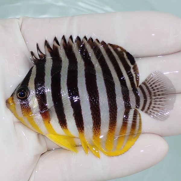 【現物7】sale シマヤッコ 7cm±! 海水魚 生体 15時までのご注文で当日発...
