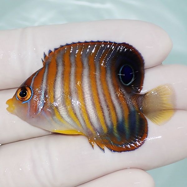 【現物1】ニシキヤッコ 5.5cm±!海水魚 ヤッコ15時までのご注文で当日発...