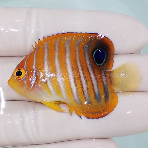 【現物2】ニシキヤッコ 5cm±!海水魚 ヤッコ15時までのご注文で当日発送(...