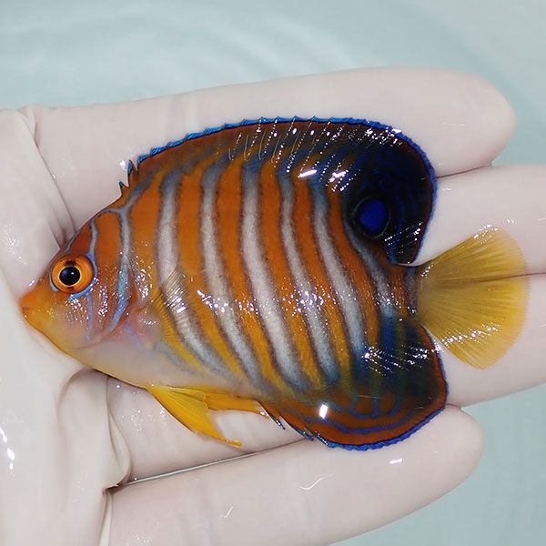 【現物4】ニシキヤッコ 7.5cm±!海水魚 ヤッコ15時までのご注文で当日発...