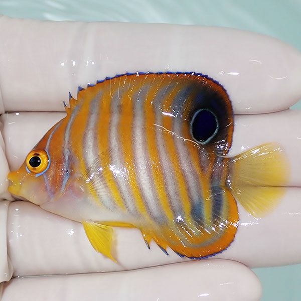 【現物5】ニシキヤッコ 6cm±!海水魚 ヤッコ15時までのご注文で当日発送(...