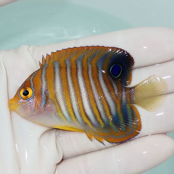 【現物6】ニシキヤッコ 7cm±!海水魚 ヤッコ15時までのご注文で当日発送(...