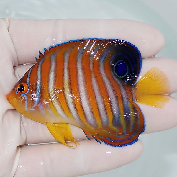 【現物7】ニシキヤッコ 7cm±!海水魚 ヤッコ15時までのご注文で当日発送(...