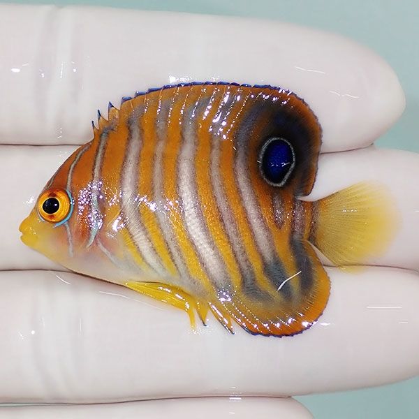 【現物8】ニシキヤッコ 5cm±!海水魚 ヤッコ15時までのご注文で当日発送(...