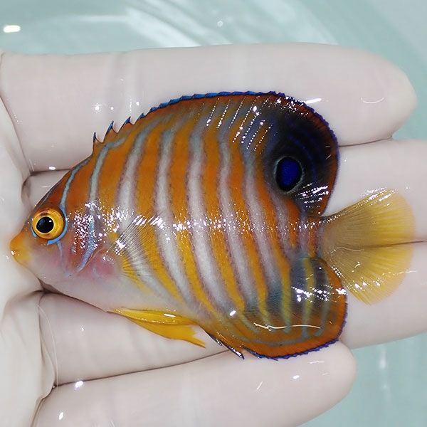 【現物9】 ニシキヤッコ 6.5cm±!海水魚 ヤッコ15時までのご注文で当日発...