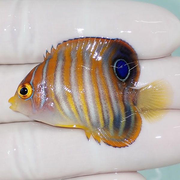 【現物10】ニシキヤッコ 4.5cm±!海水魚 ヤッコ15時までのご注文で当日発...