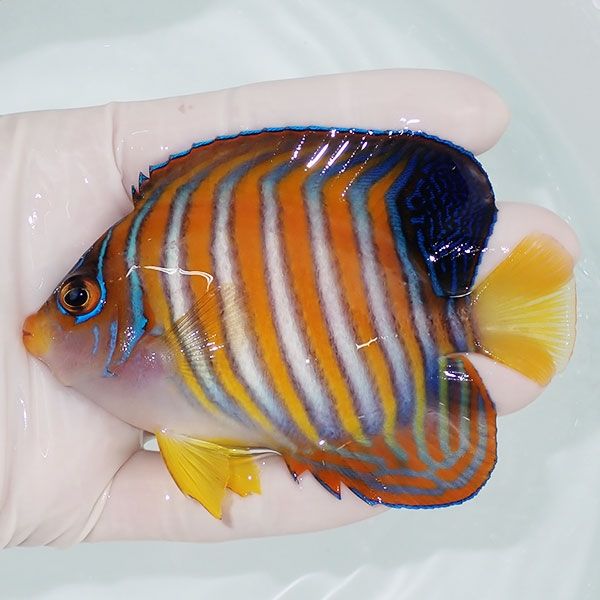 【現物11】ニシキヤッコ 10cm±!海水魚 ヤッコ15時までのご注文で当日発...